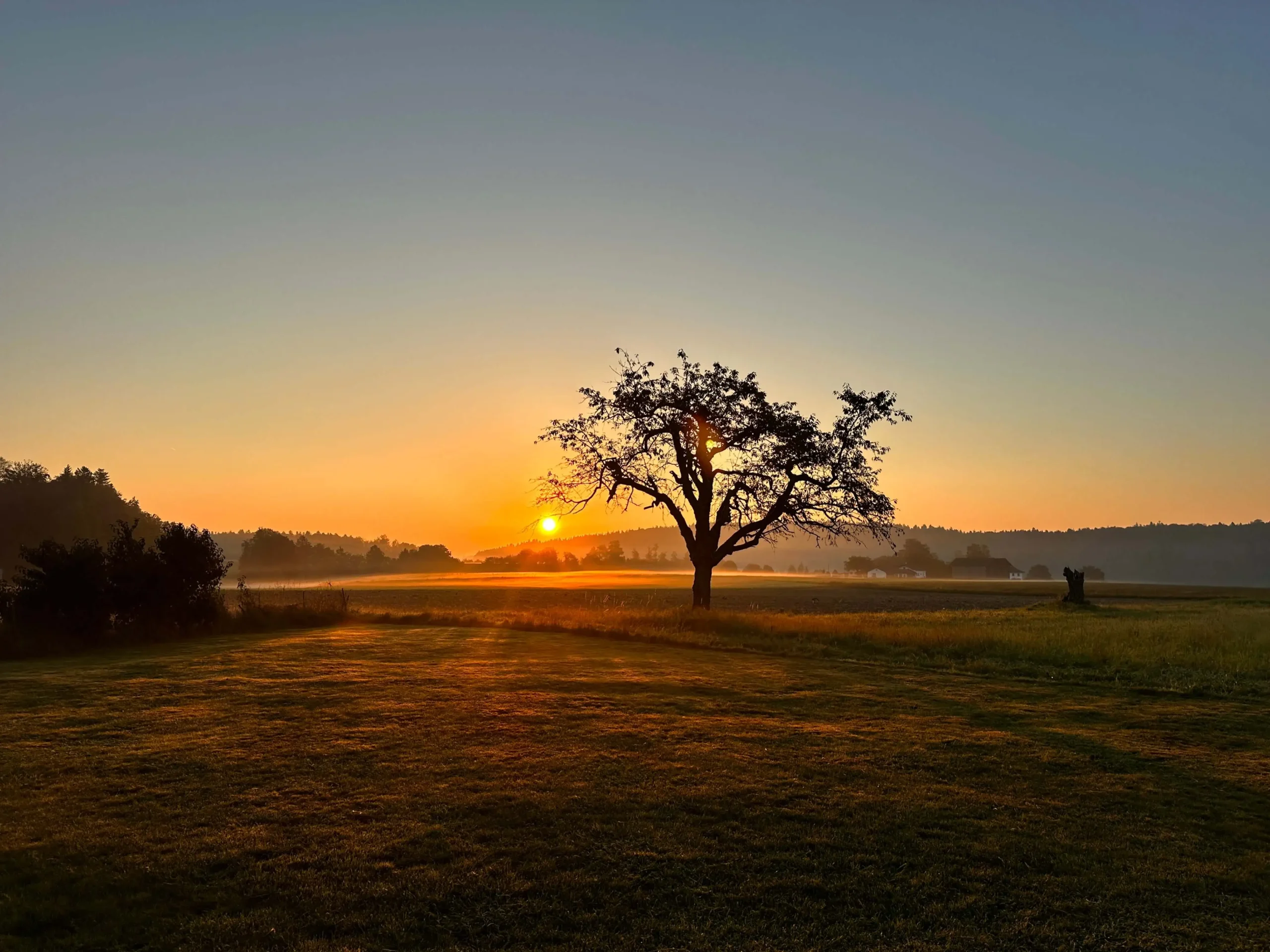 Baum mit Sonnenaufgang